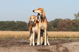 SALUKI 007